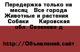 Передержка только на месяц - Все города Животные и растения » Собаки   . Кировская обл.,Сезенево д.